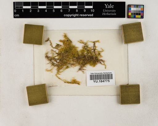 Plantae