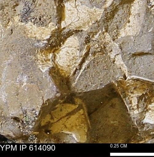 undet. Mollusca