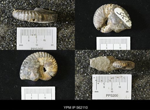 Discoscaphites sp.