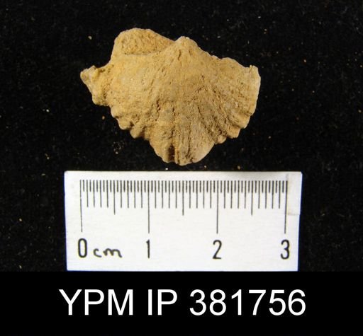 Uncinulus vellicatus
