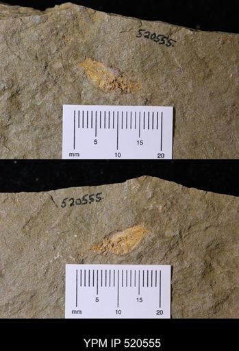 undet. Bivalvia