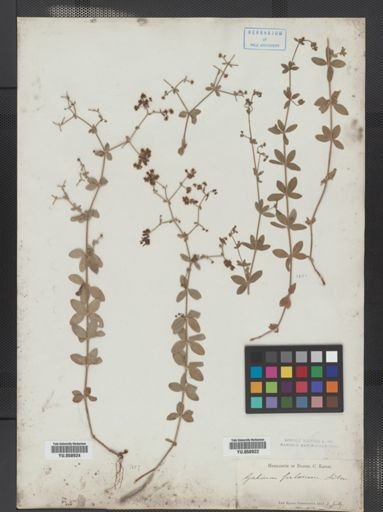 Galium pilosum