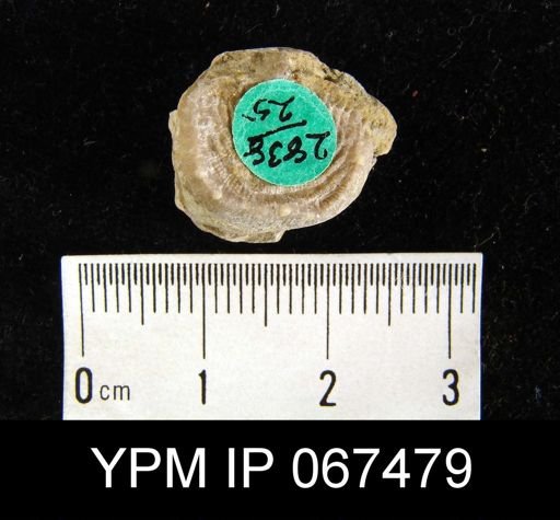 Leptaena rhomboidalis