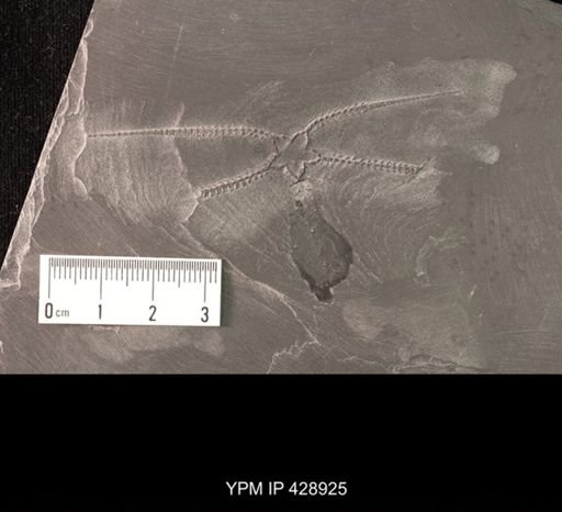 Furcaster palaeozoicus