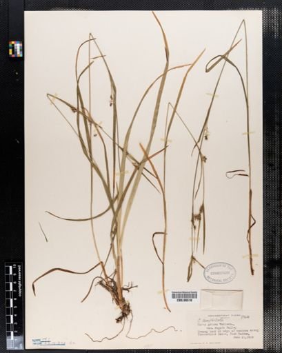 Carex grisea