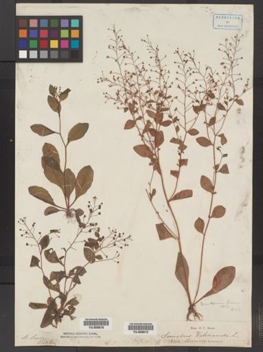 Plantae