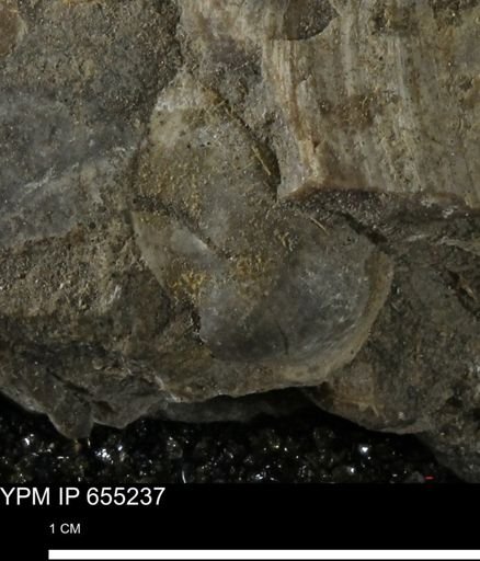 undet. Bivalvia