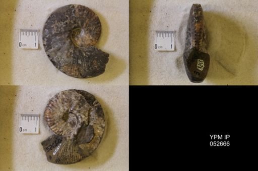 Hoploscaphites comprimus