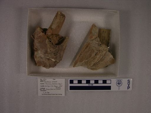 Nototherium mitchelli