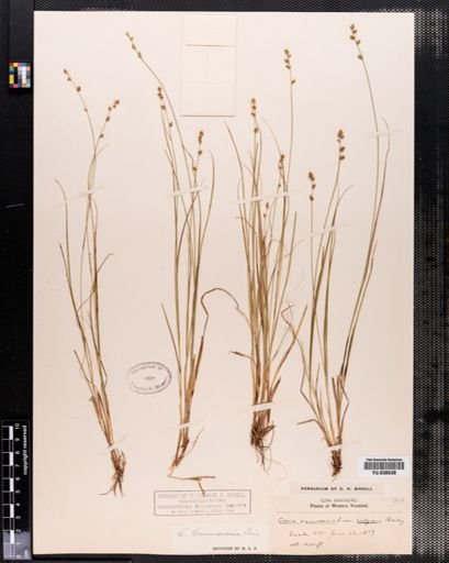 Carex brunnescens