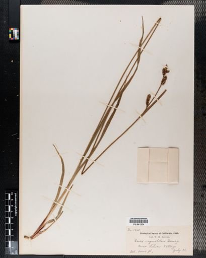 Carex