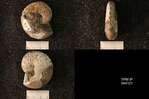 Hoploscaphites nicolletii