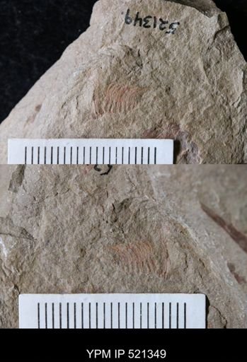 Trilobita
