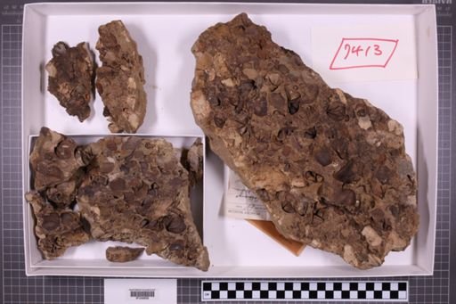 mixed taxa, stratigraphic collection