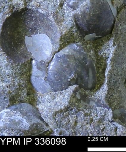 Protocardia subquadrata