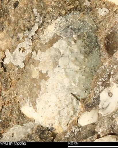 Protocardia subquadrata