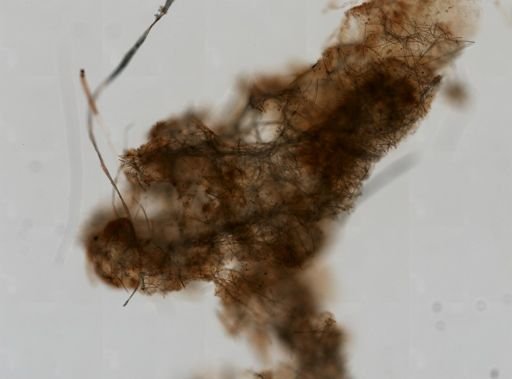 Amphimedon cf. compressa