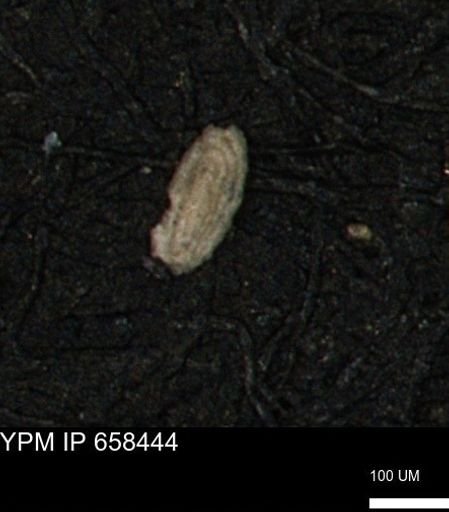 Spirolocammina planula