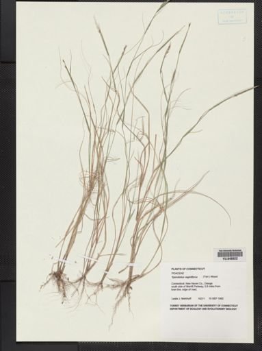 Sporobolus vaginiflorus