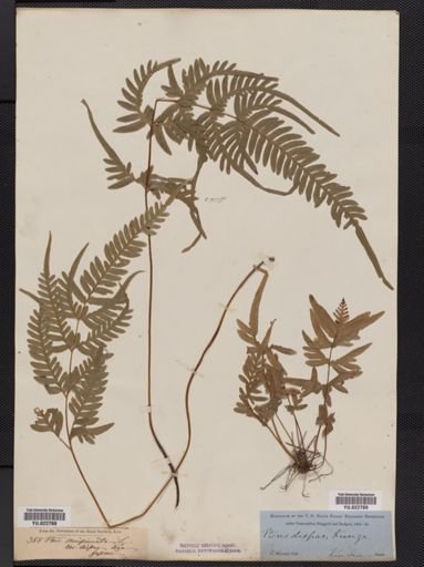Pteris