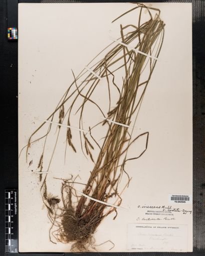 Carex virescens