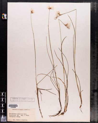 Eriophorum tenellum