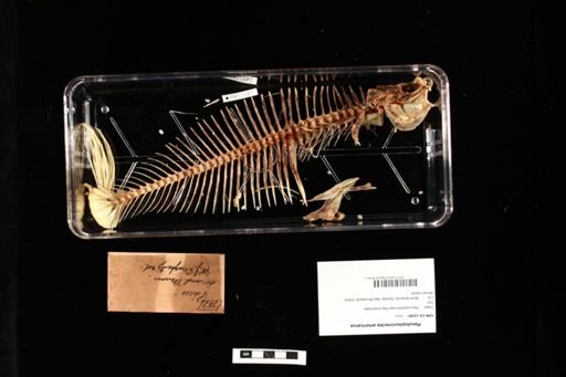 Pseudopleuronectes americanus