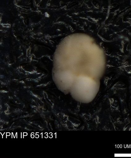 undet. Foraminiferida