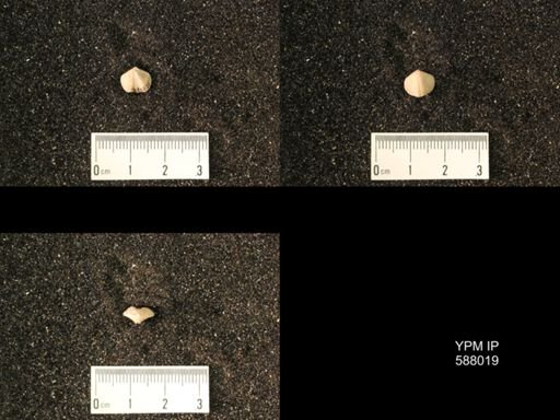 Zygospira modesta