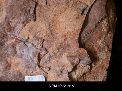 undet. Echinodermata