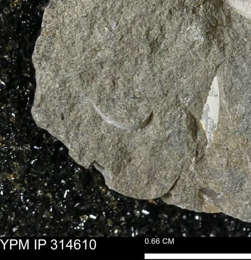 undet. Mollusca