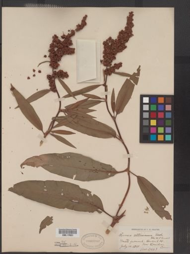 Rumex altissimus