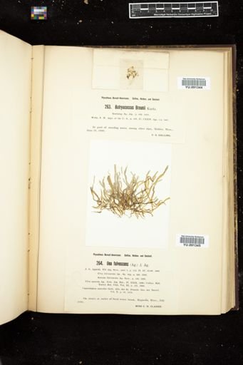 Ilea fulvescens