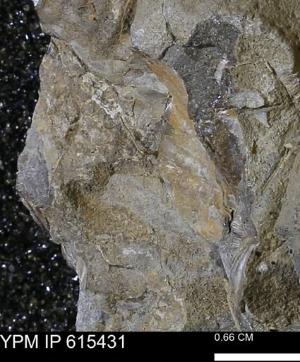 Inoceramus sp.