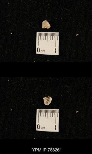 undet. Brachiopoda