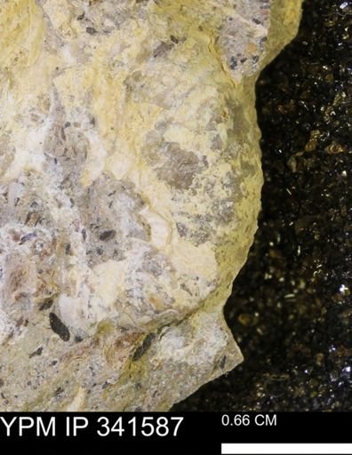 Scaphites sp.