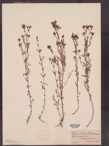 Hypericum dissimulatum