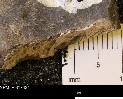 undet. Scaphitidae
