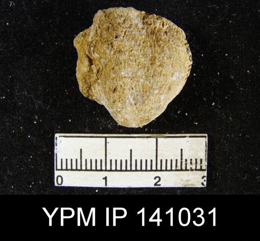 Productus (Waagenoconcha) sp.