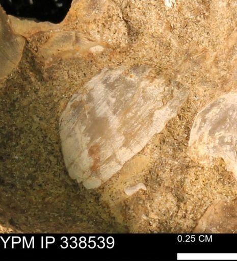 Protocardia subquadrata