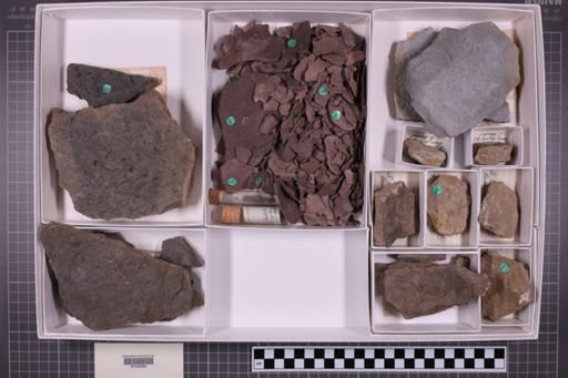 mixed taxa, stratigraphic collection