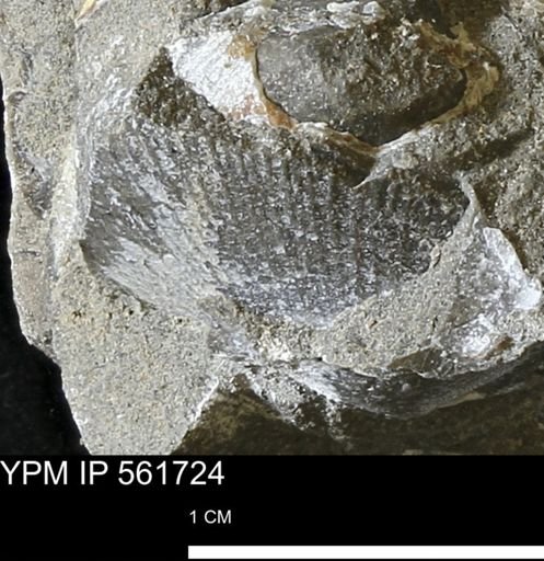 Oxytoma (Hypoxytoma) nebrascana