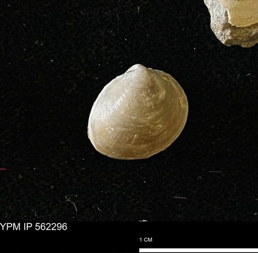 Limopsis striatopunctatus