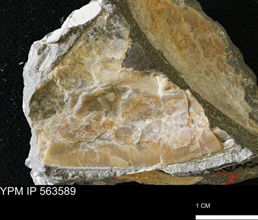 undet. Bivalvia