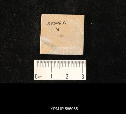 undet. Hemiptera