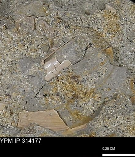 undet. Scaphopoda