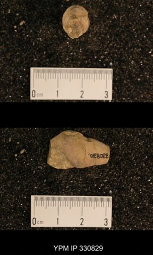 Meekospira peracuta choctawensis