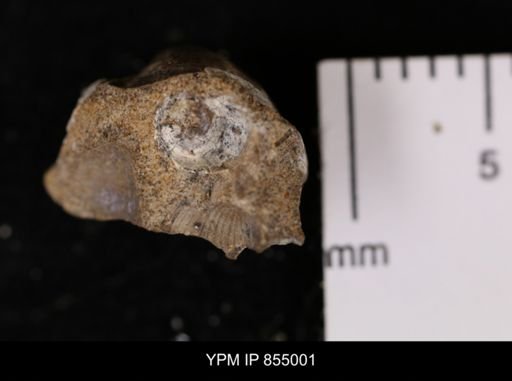 undet. Bivalvia