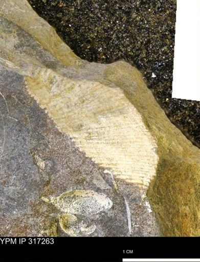 undet. Bivalvia