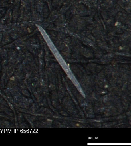 undet. Porifera